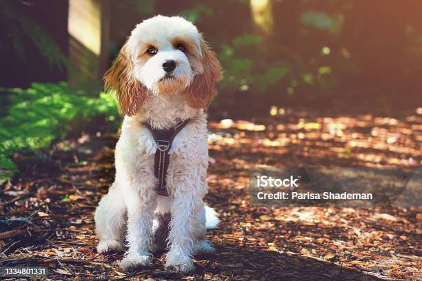 Dog In Nature Stock Photo - Download Image Now - Cavapoo, Animal, Animal Themes