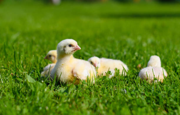 istock Four little chickens are sitting on the grass. 1334801389