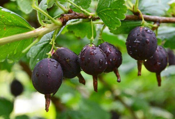 jostaberry (ribes × nidigrolaria) híbrido de una grosella negra y grosella espinosa en el jardín. - gooseberry fruit bush green fotografías e imágenes de stock