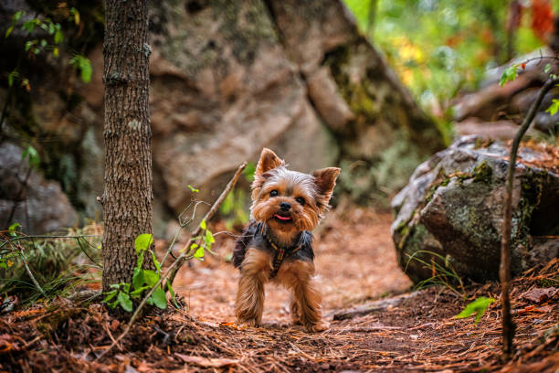 istock A Yorkshire terrier puppy walks in a rocky forest 1334801723
