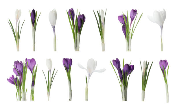 istock Set of beautiful crocuses on white background. Spring flowers 1334801784