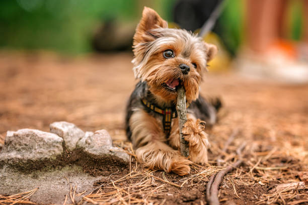 istock A Yorkshire terrier puppy walks in a rocky forest 1334802783