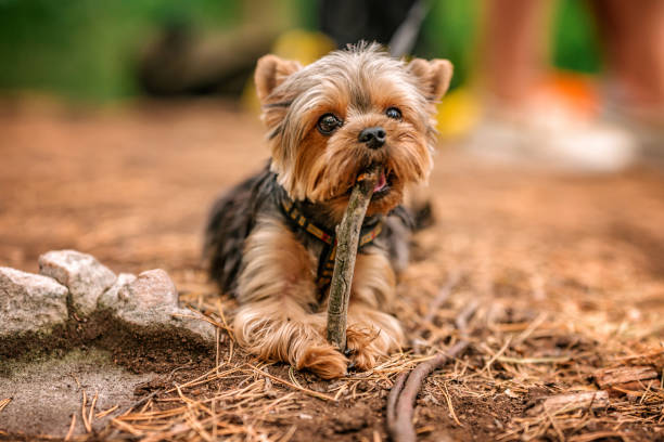 istock A Yorkshire terrier puppy walks in a rocky forest 1334802814