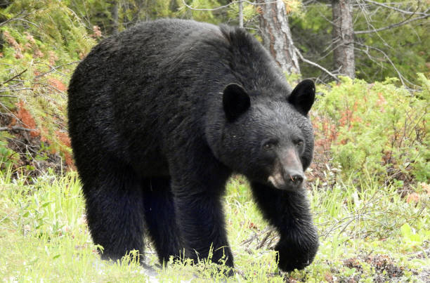 istock Black Bear, Icefield Parkway, Alberta, Canada 1334803013