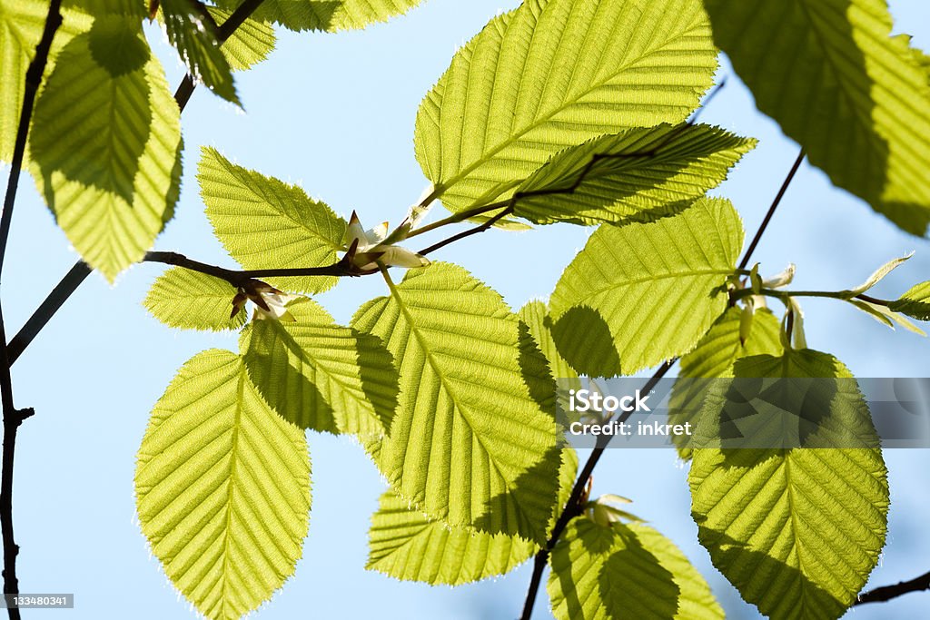 Leaves Beech tree leaves on blue sky. Shot on a beautiful sunny day. Back Lit Stock Photo