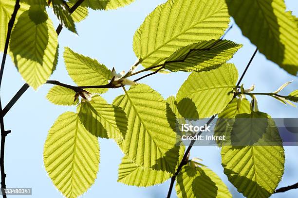 Leaves Stock Photo - Download Image Now - Back Lit, Backgrounds, Beech Tree