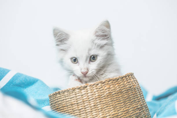 istock small white domestic kitten in basket  lying on bed with white blanket funny pose. cute adorable pet cat 1334807562
