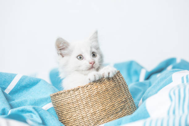 istock small white domestic kitten in basket  lying on bed with white blanket funny pose. cute adorable pet cat 1334807565