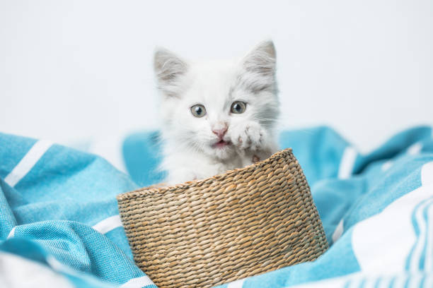 istock small white domestic kitten in basket  lying on bed with white blanket funny pose. cute adorable pet cat 1334807568