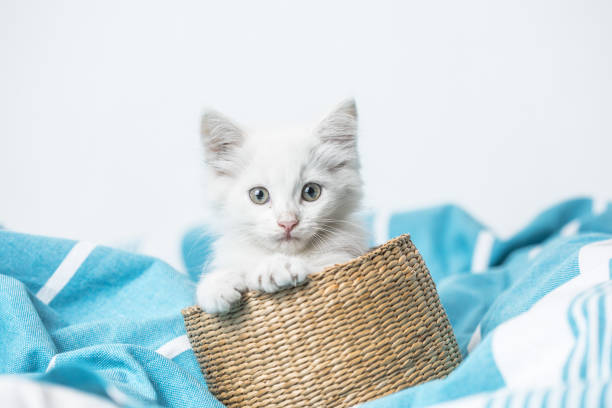istock small white domestic kitten in basket  lying on bed with white blanket funny pose. cute adorable pet cat 1334807571