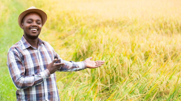 Success african farmer smiling at an organic rice farm.Agriculture or cultivation concept stock photo