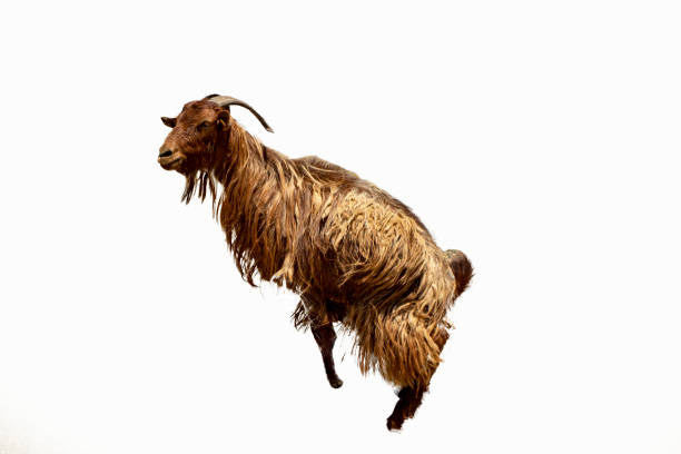 Goat isolated on black background. stands on its hind legs. stock photo