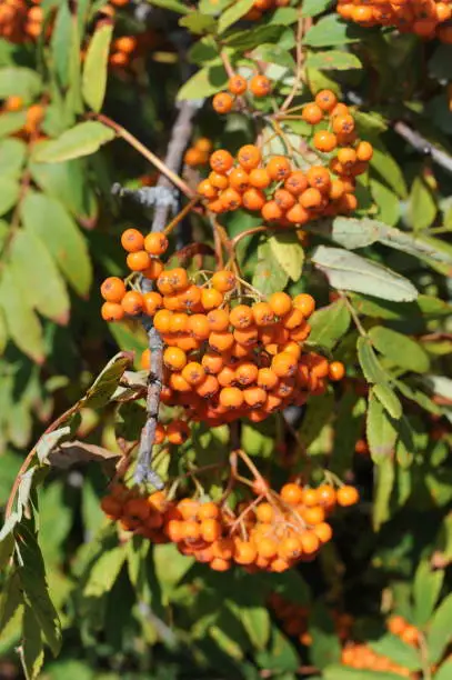 Red and orange ripe rowan fruits or berries with green leaves (rowan-berry, rowan, rowanberry, rowan tree, ash-berry, rowan berries, sorbus aucuparia, mountain-ash) in Norway