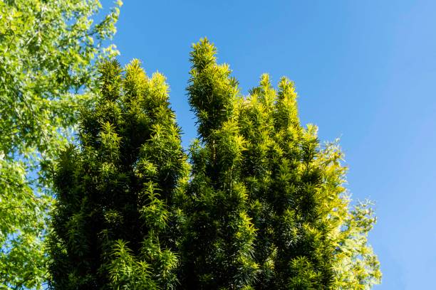 Vertical branches Yew Taxus baccata Fastigiata Aurea (English yew, European yew) new bright green with yellow stripes of foliage in summer garden against blue sky. Close-up. Nature concept for design Vertical branches Yew Taxus baccata Fastigiata Aurea (English yew, European yew) new bright green with yellow stripes of foliage in summer garden against blue sky. Close-up. Nature concept for design taxus baccata fastigiata stock pictures, royalty-free photos & images