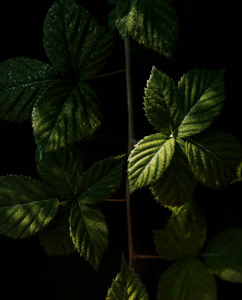 istock natural leaves background with water drops 1334811959