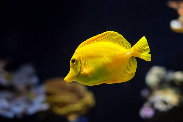 istock Yellow tang Zebrasoma flavescens fish underwater in sea 1334812607