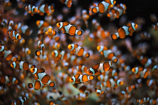 istock Clown Anemonefish Amphiprion ocellaris 1334812871