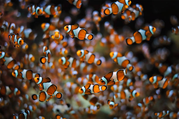 clown anemonefish amphiprion ocellaris - 銀線小丑魚 個照片及圖片檔