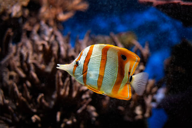 istock Copperband butterflyfish Chelmon rostratus 1334814043