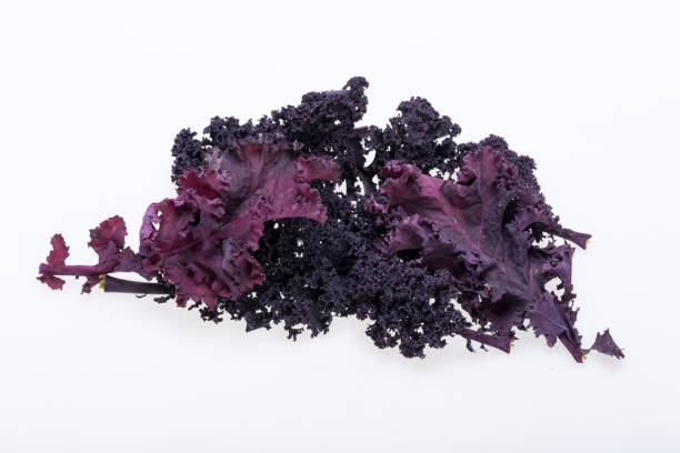 istock Freshly purple curly kale cabbage isolated on white background 1334814095