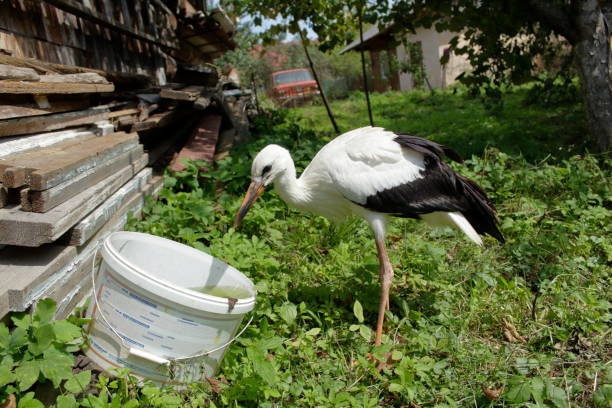 istock Stork uses drinking water from a bucket 1334814876