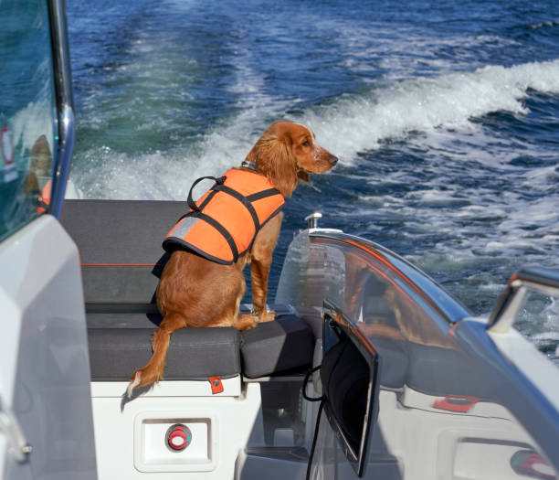 istock Working cocker at sea, Oslo Norway 1334815543