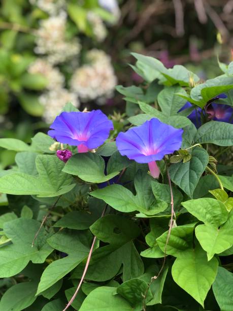 istock Purple Flowers 1334815571