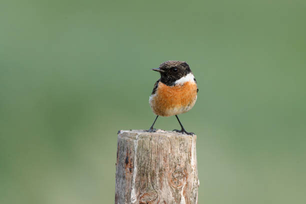 istock European stonechat  male 1334815575