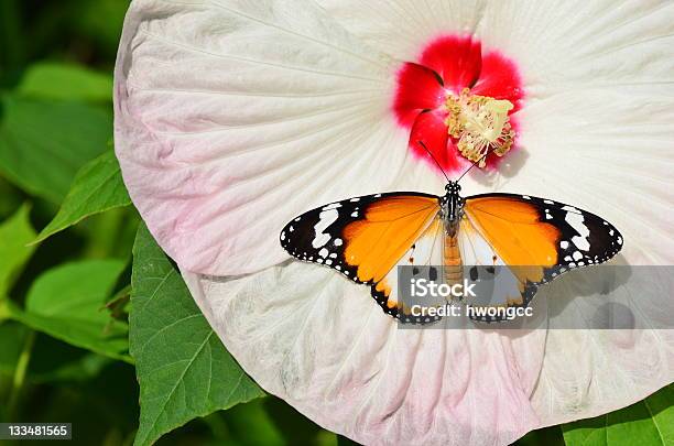 Plain Tiger Butterfly On Hibiscus Stock Photo - Download Image Now - African Monarch Butterfly, Animal Body Part, Animal Wildlife