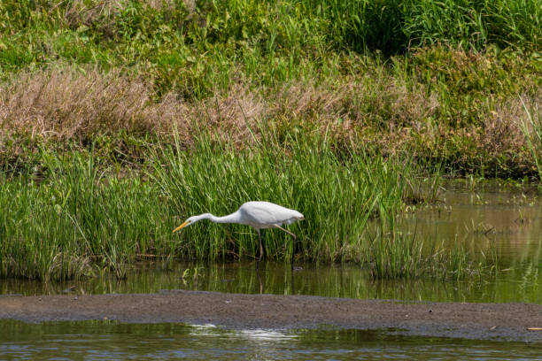 istock Egret looking for food. 1334815786
