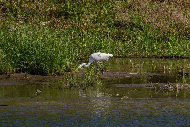 istock Egret looking for food. 1334815838