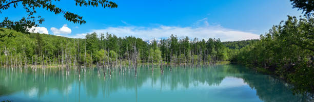 A mysterious blue pond where the water surface looks blue A mysterious blue pond where the water surface looks blue, where the dead larch in Biei, Hokkaido creates a fantastic atmosphere. larix kaempferi stock pictures, royalty-free photos & images