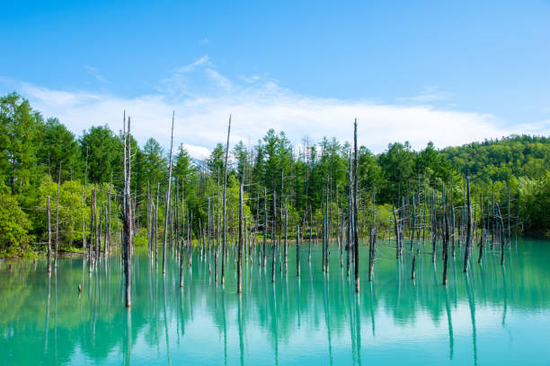 istock A mysterious blue pond where the water surface looks blue 1334816111