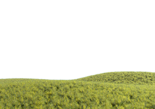 istock Realistic green grass hills isolated on white background. Bright 3d illustration. 1334816148