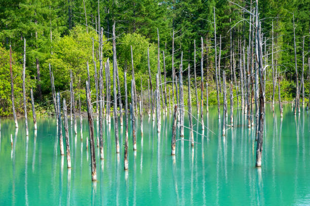 istock A mysterious blue pond where the water surface looks blue 1334816169