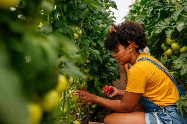 istock A young woman is picking a tomato 1334816526