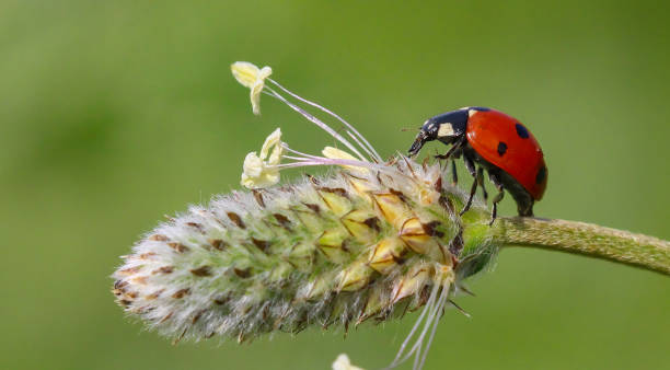 istock seven spotted ladybug on leaf in nature environment looks amazing with colorful background 1334816653