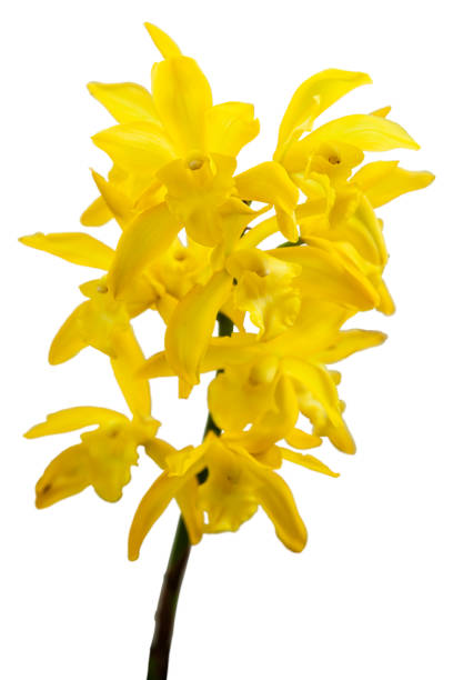 istock Yellow ground orchid(Cymbidium Golden Vanguard 'Emperor') isolated on white, Nature background 1334817550