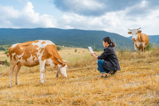 istock Female farmer checking on cattle with digital tablet 1334817812