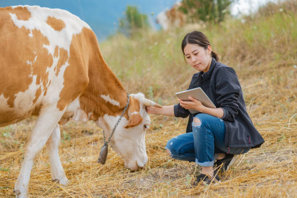 istock Female farmer checking on cattle with digital tablet 1334817880
