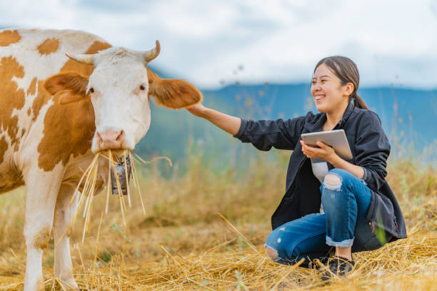 istock Female farmer checking on cattle with digital tablet 1334818017