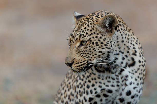 istock Leopard in Sabi Sands Game Reserve 1334818631