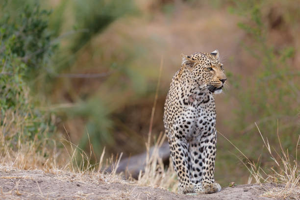 istock Leopard in Sabi Sands Game Reserve 1334818651