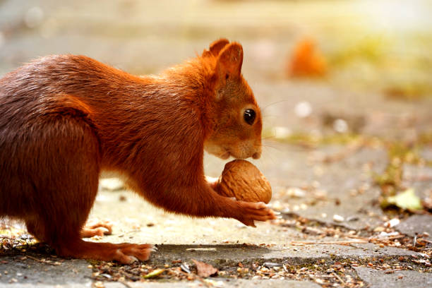 istock Squirrel, Sciurus vulgaris, with a walnut in its small paws against a blurred background 1334818733