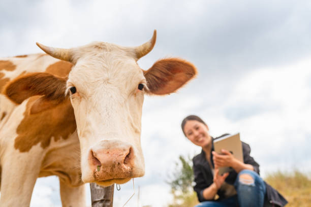istock Female farmer checking on cattle with digital tablet 1334818750