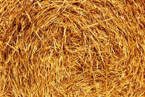 istock Close up of a bale of straw pressed into a roll, pattern or texture 1334818755