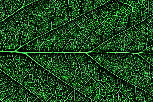 Contrast enhanced abstract close up of leaf with ribs, veins and branching, pattern and texture