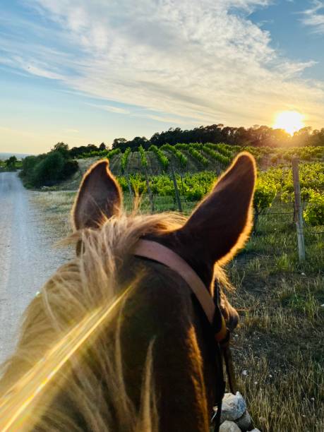 Sunset between vineyards with view from the horse back