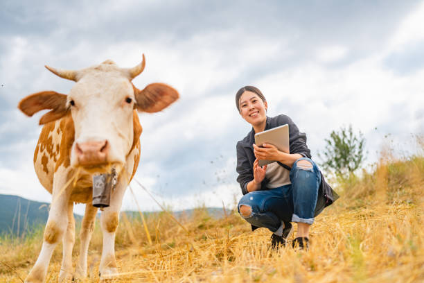 istock Female farmer checking on cattle with digital tablet 1334818985