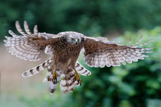 istock Northern Goshawk in the forest 1334819073